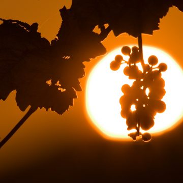 Fotograf Wein
