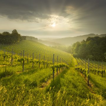 Fotograf Wein