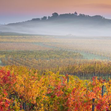 Fotograf Wein